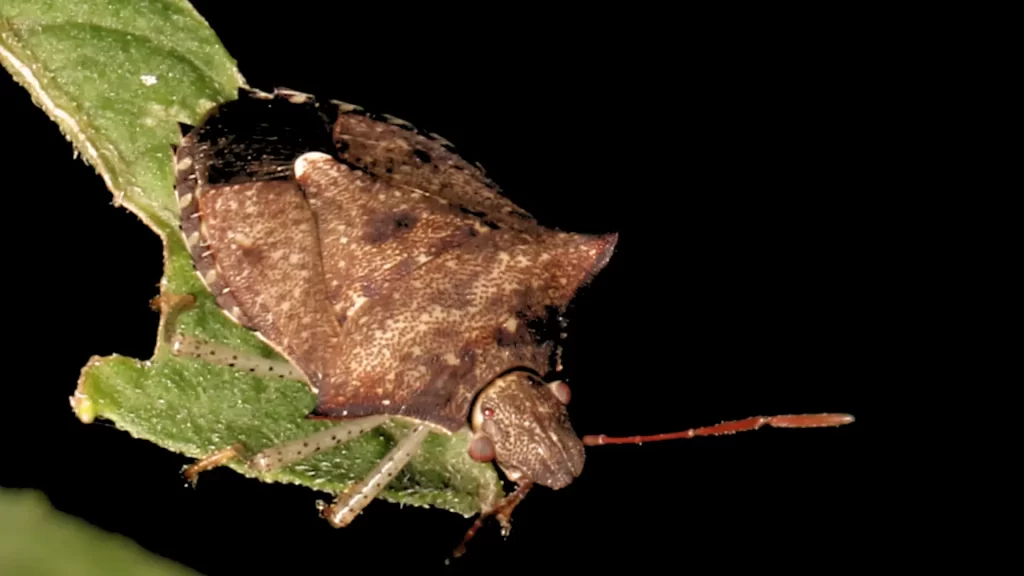 Brown Marmorated Stink Bug Australia